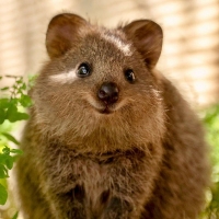 Quokka_08